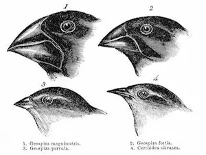 Darwin's explanation of finch evolution