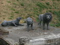 Lion sculptures, Tower of London.jpg