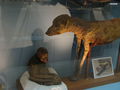 1280px-Monkey and dog mummies, Cairo Egyptian Museum 01.JPG