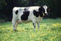 1200px-Cow female black white.jpg